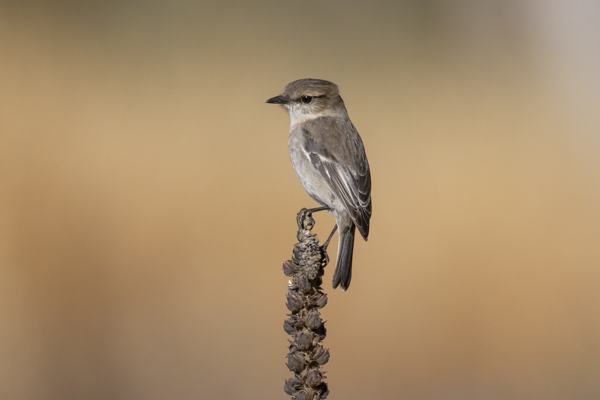 Dusky Robin - ML639572611