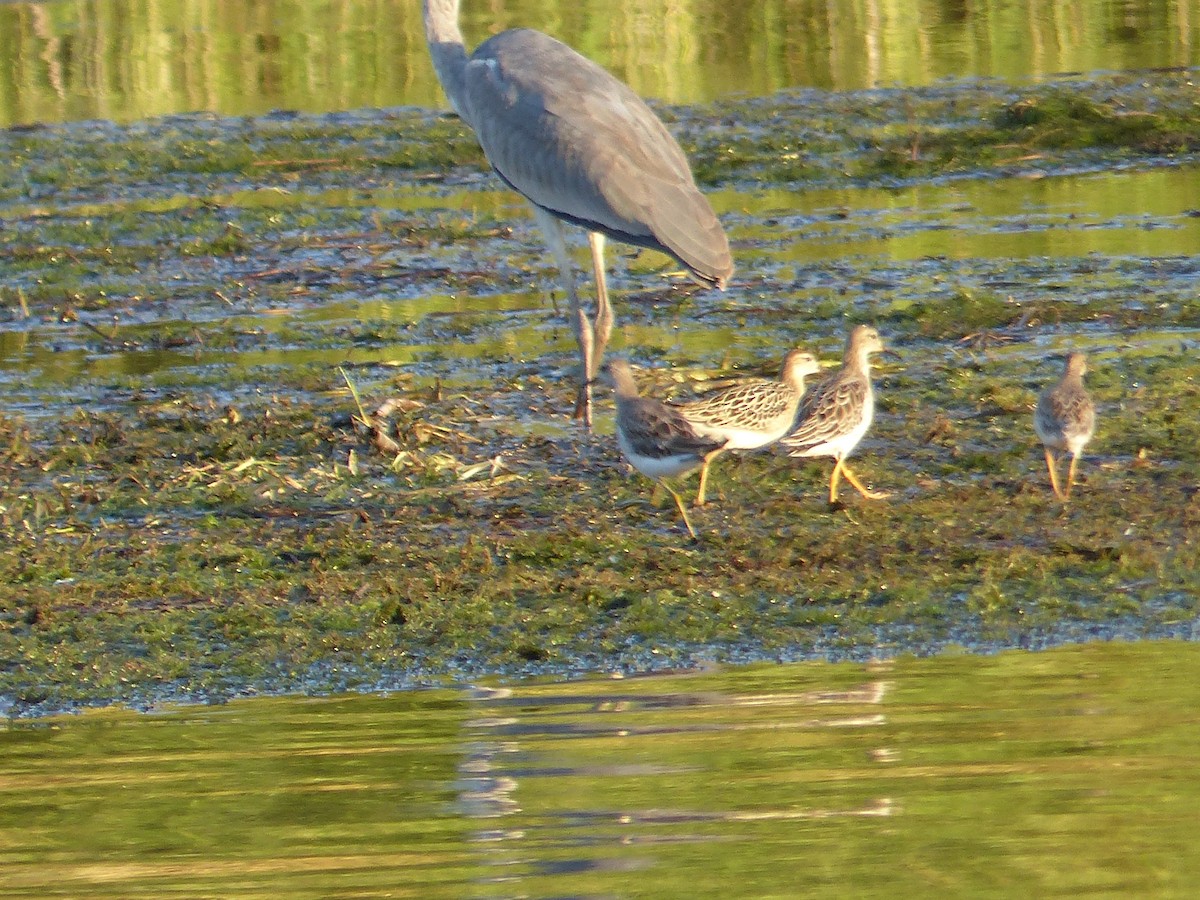 Gray Heron - ML639572644