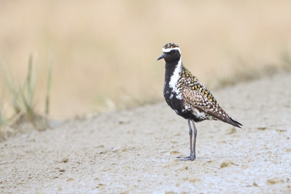 Pacific Golden-Plover - ML639572663