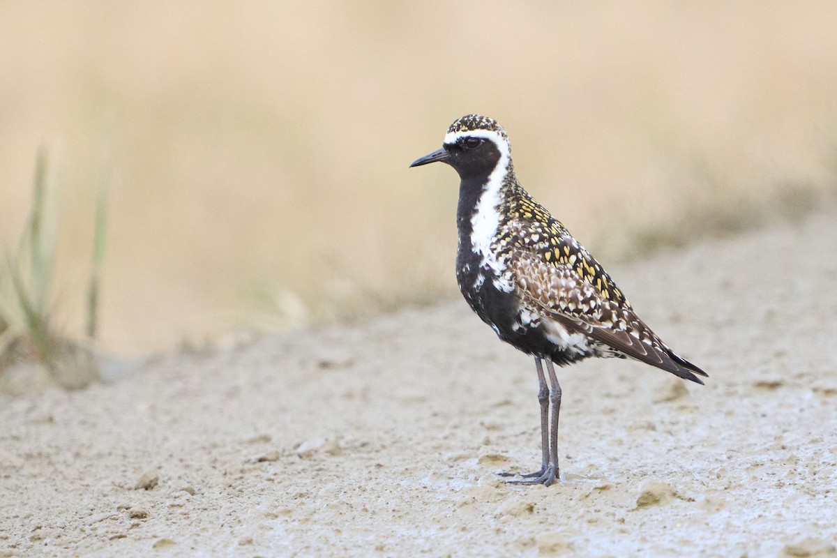 Pacific Golden-Plover - ML639572664