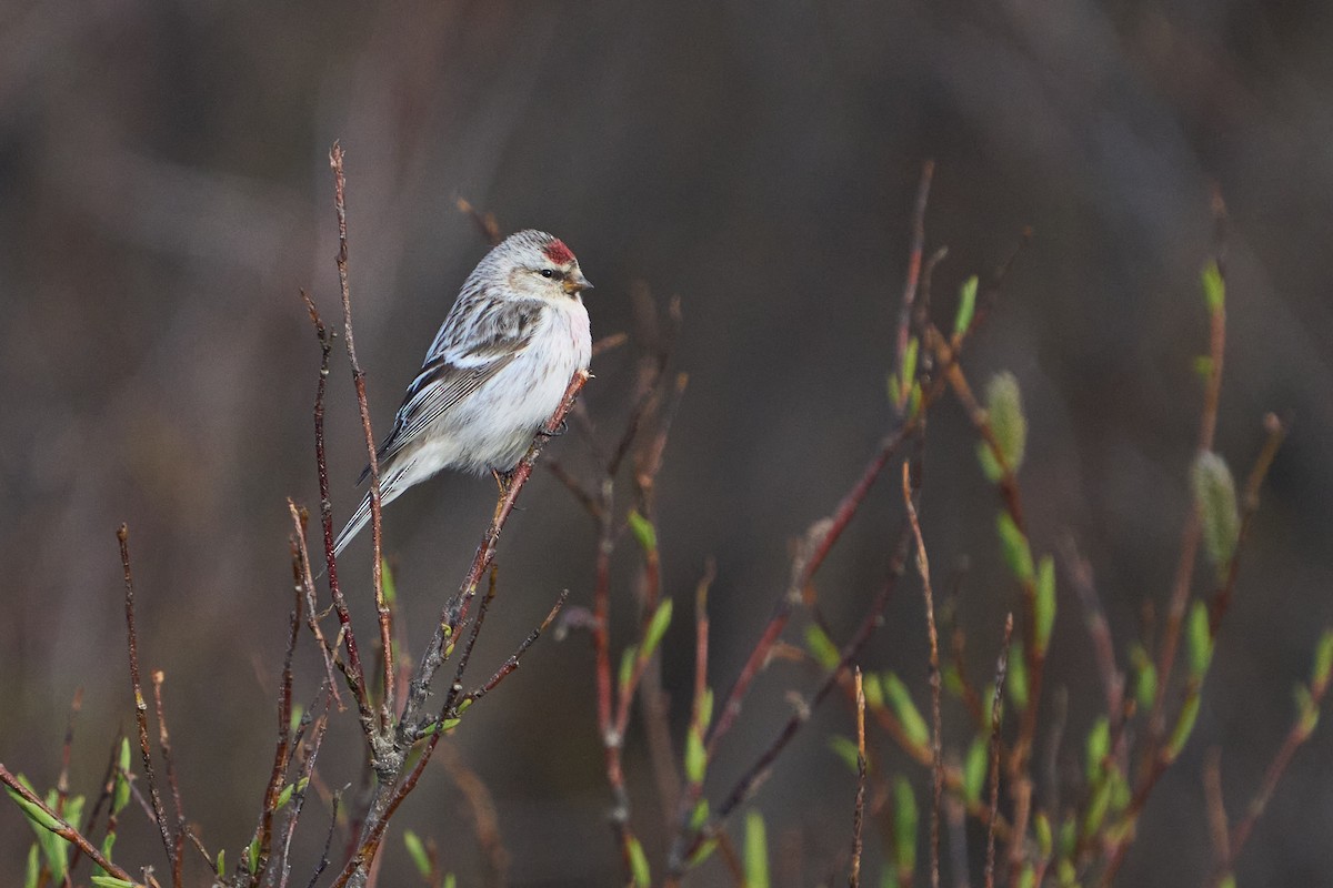 Redpoll (Hoary) - ML639572704
