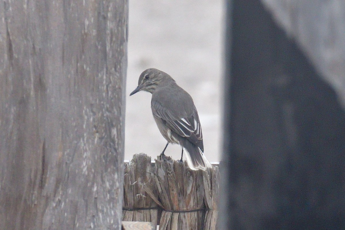 Gaucho à bec noir - ML639572725