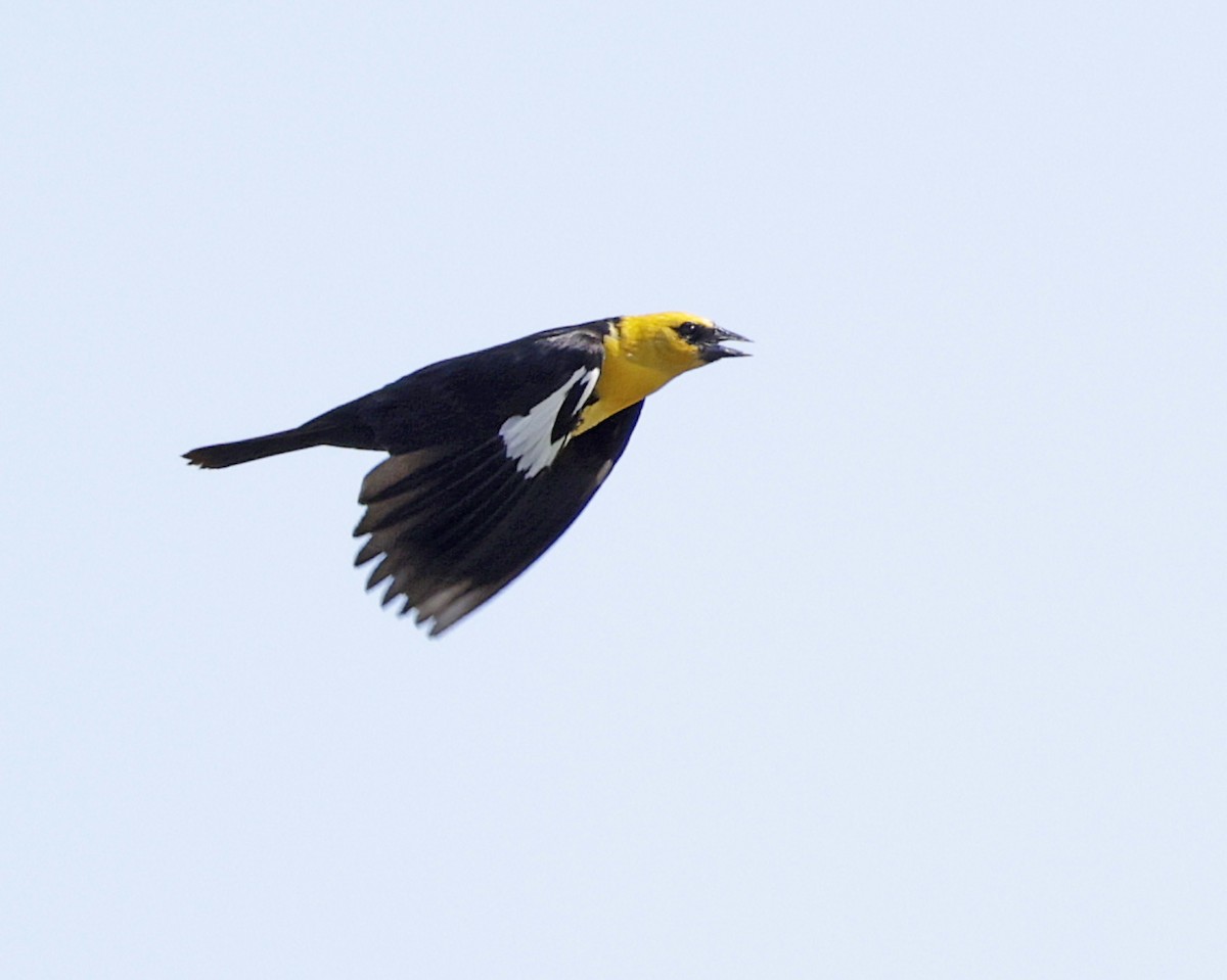 Yellow-headed Blackbird - ML639572772