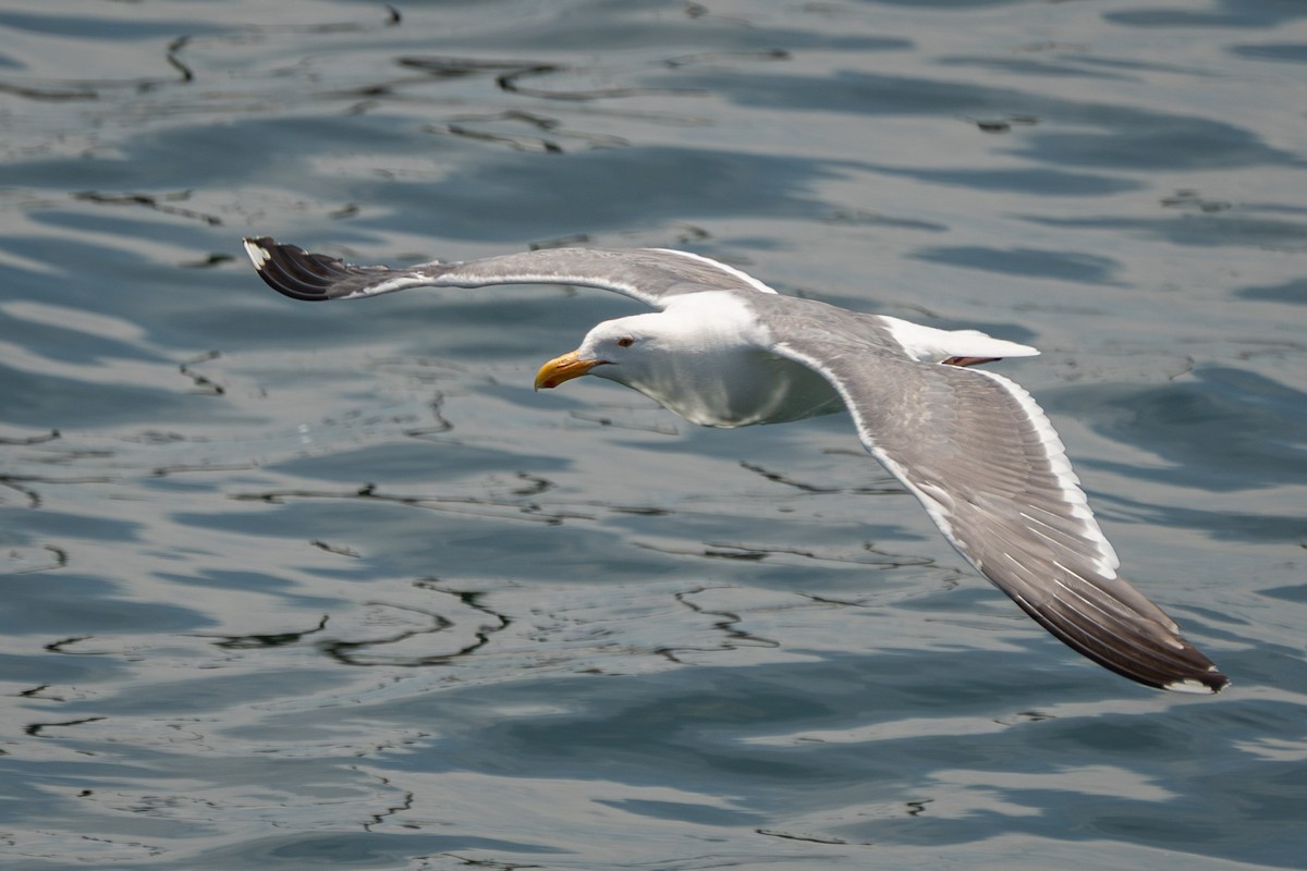 Western Gull - ML639572798