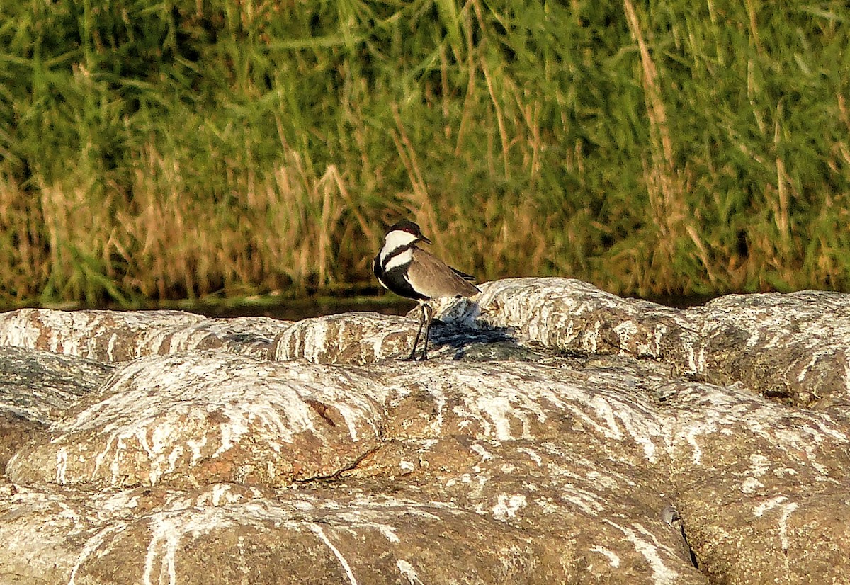 Spur-winged Lapwing - ML639572822
