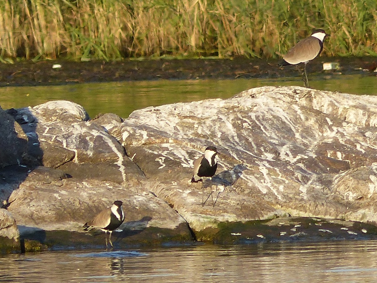 Spur-winged Lapwing - ML639572834