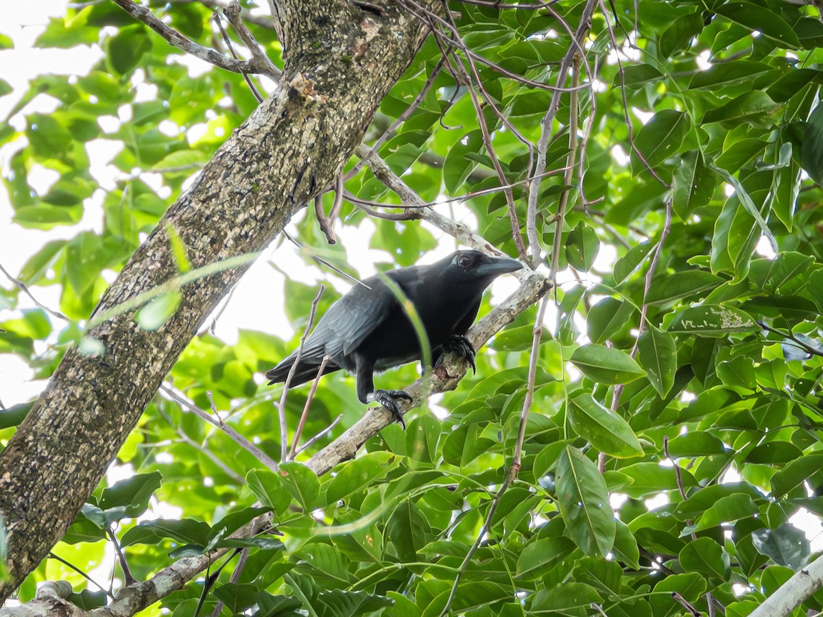 Sulawesi Crow - ML639572836