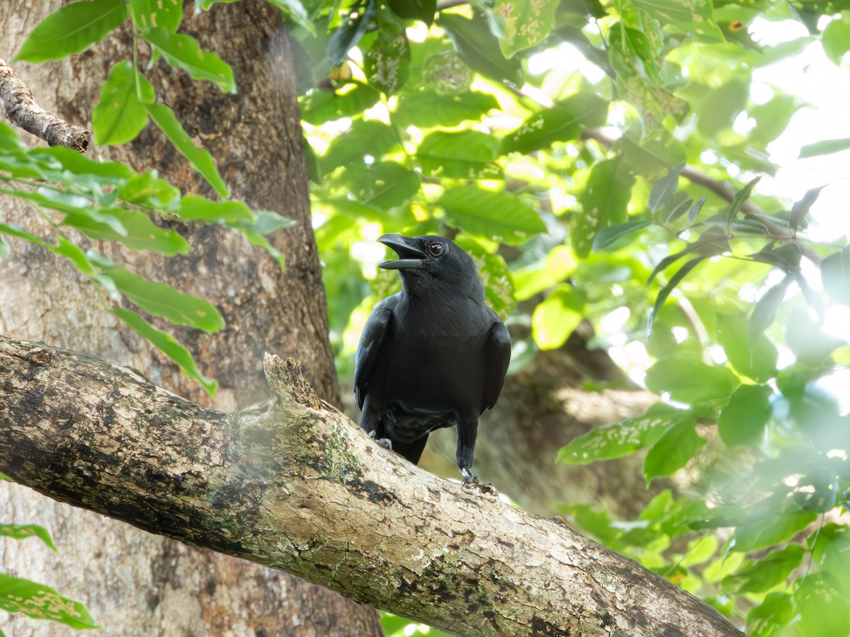 Sulawesi Crow - ML639572837
