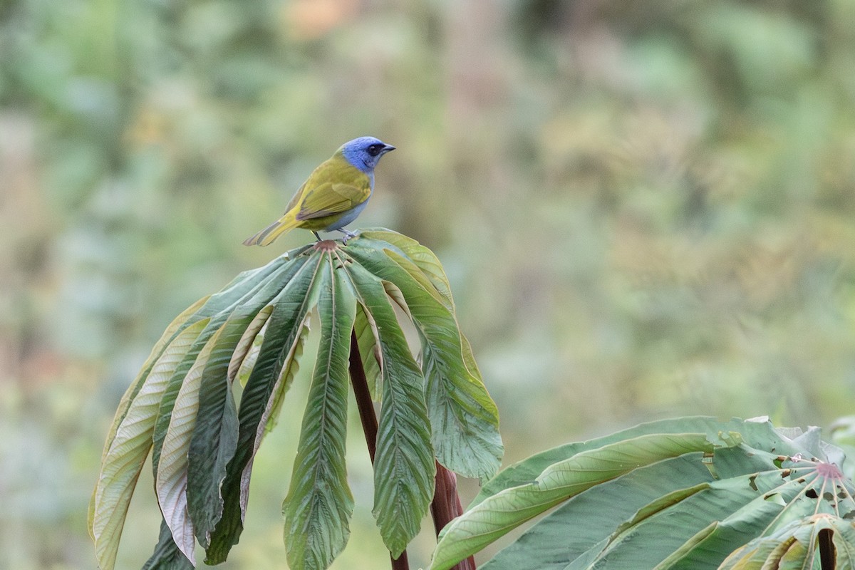 Blue-capped Tanager - ML639572859