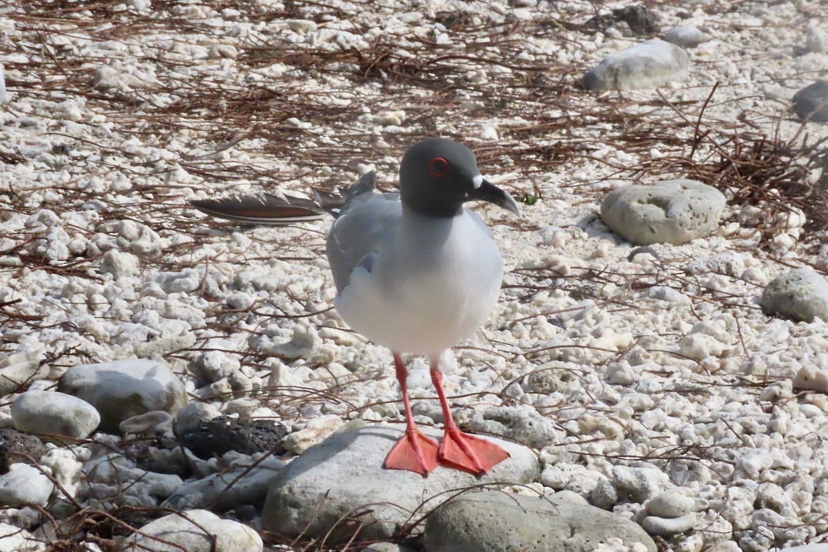 Swallow-tailed Gull - ML639572862