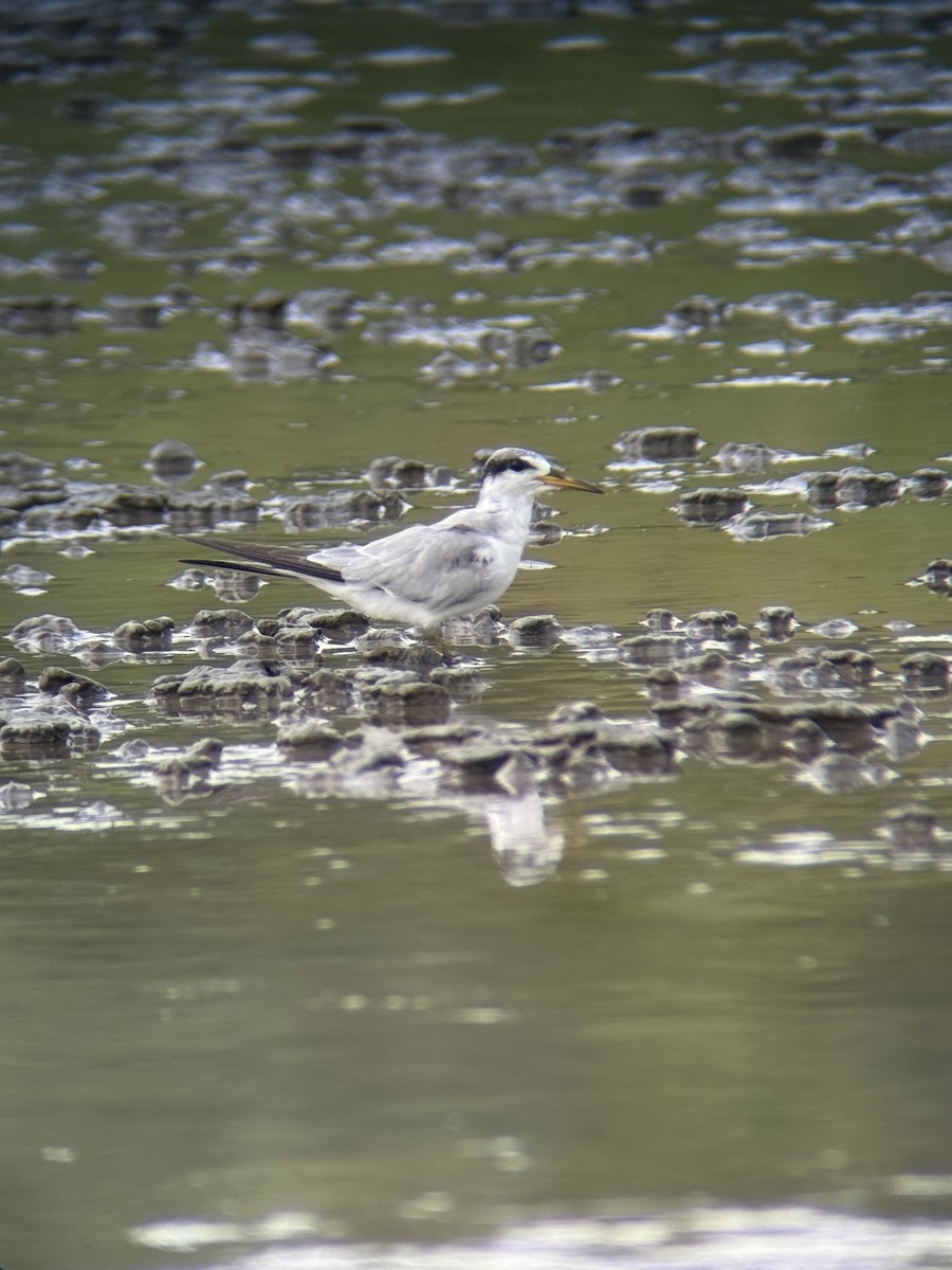 Yellow-billed Tern - ML639572872