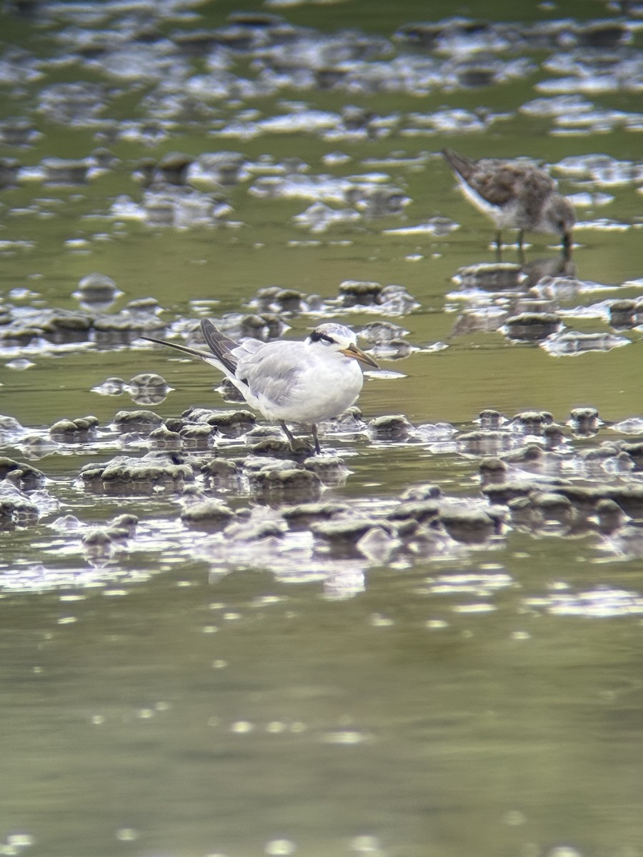 Yellow-billed Tern - ML639572873