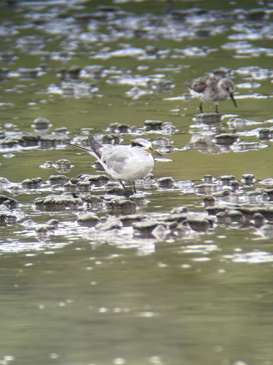 Yellow-billed Tern - ML639572874