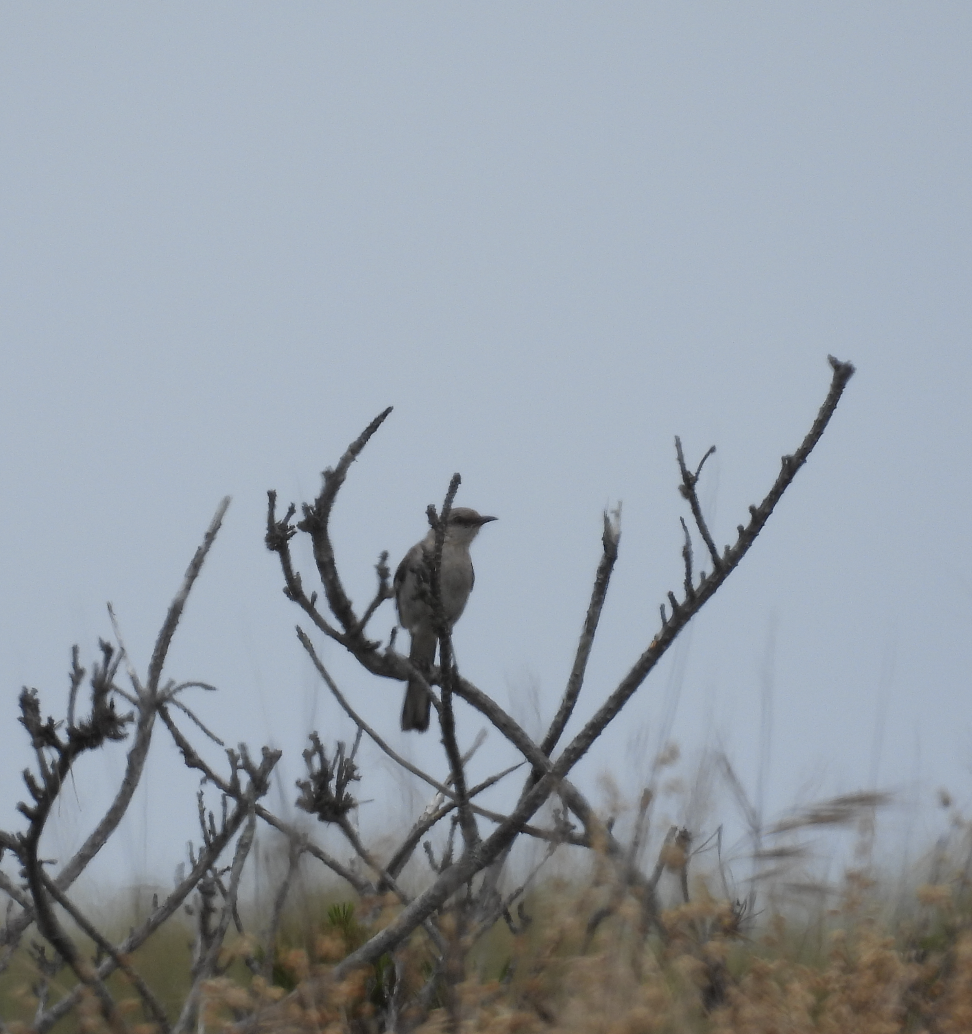 Northern Mockingbird - ML639572880