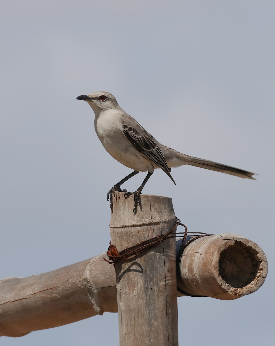 Tropical Mockingbird - ML639572883