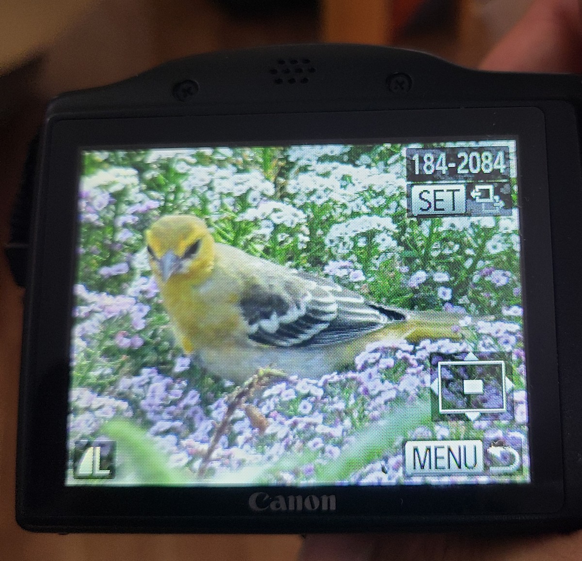 Bullock Turpiyalı - ML639572884