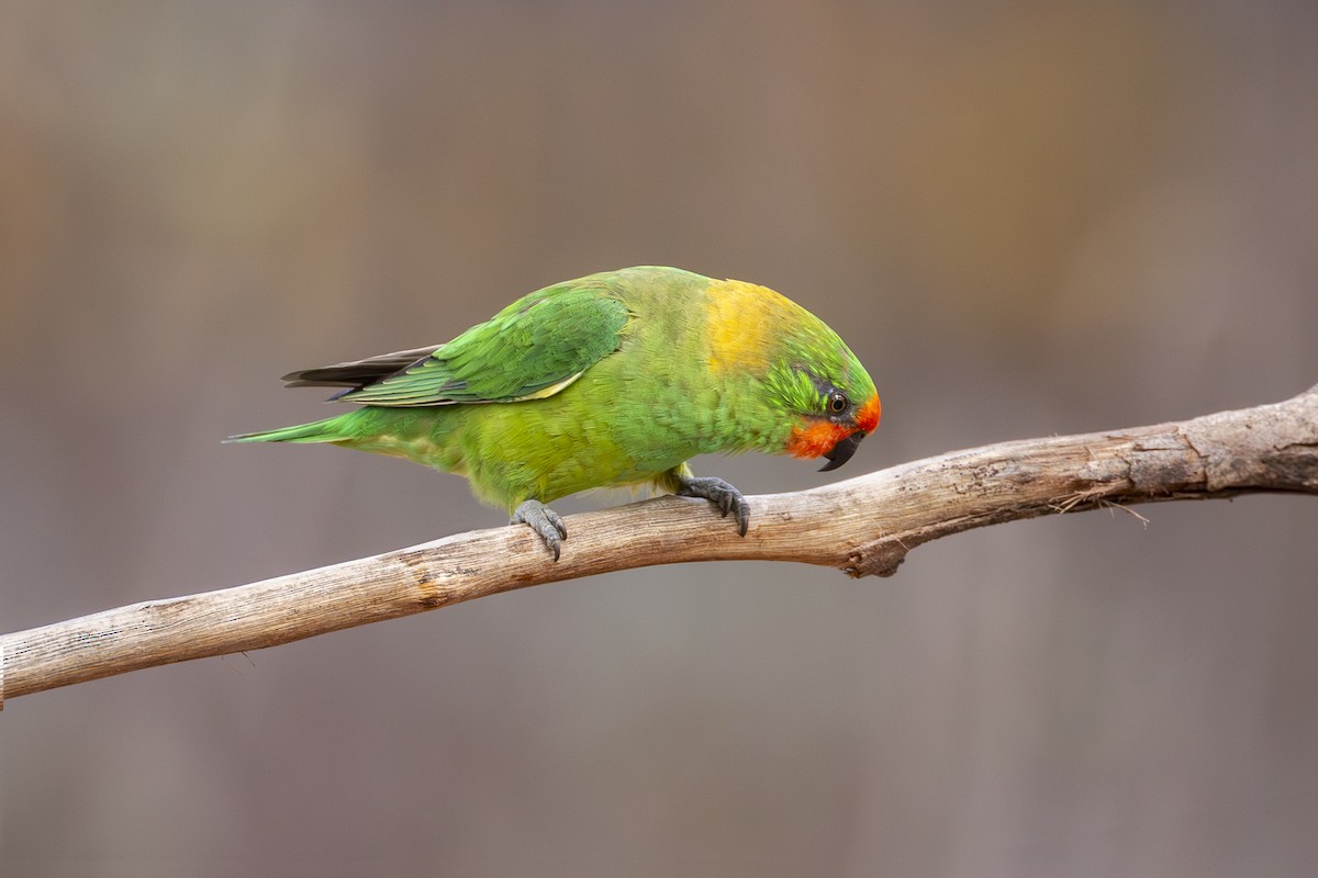 Little Lorikeet - ML639572975