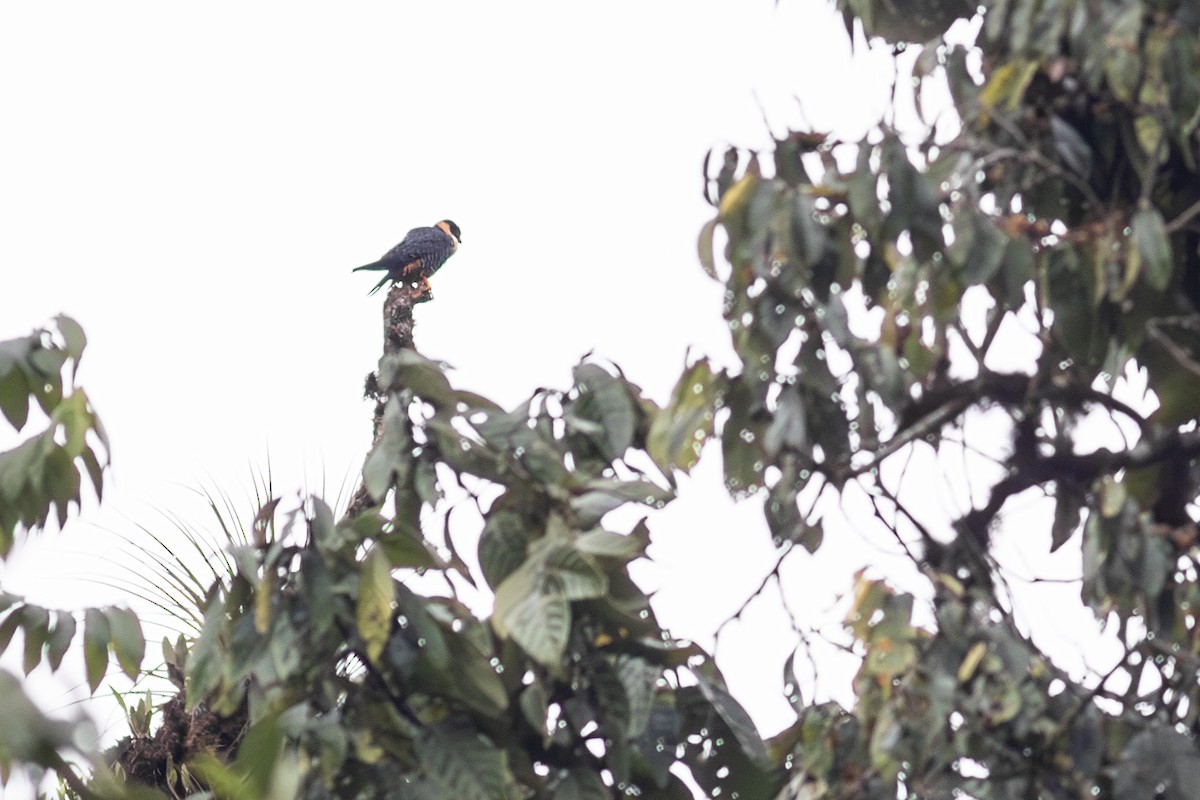 Bat Falcon - ML639573050