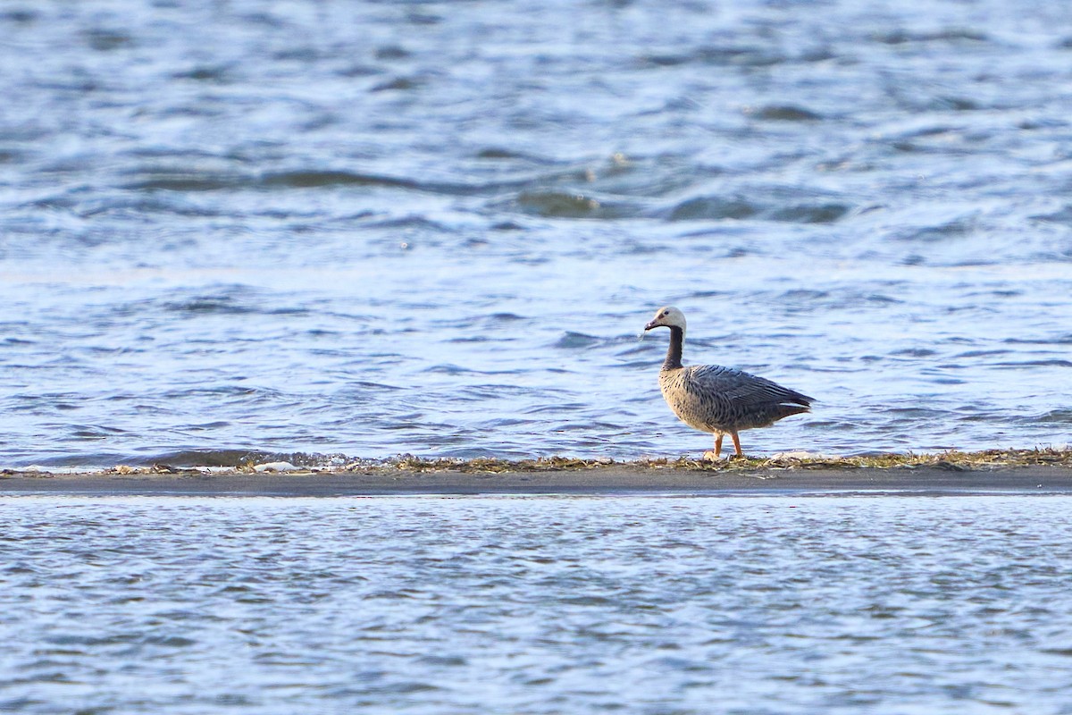 Emperor Goose - ML639573087