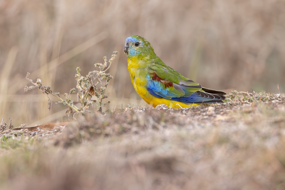Turquoise Parrot - ML639573102