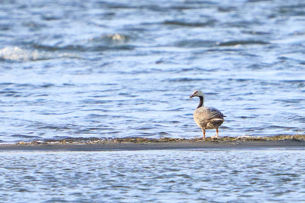Emperor Goose - ML639573142