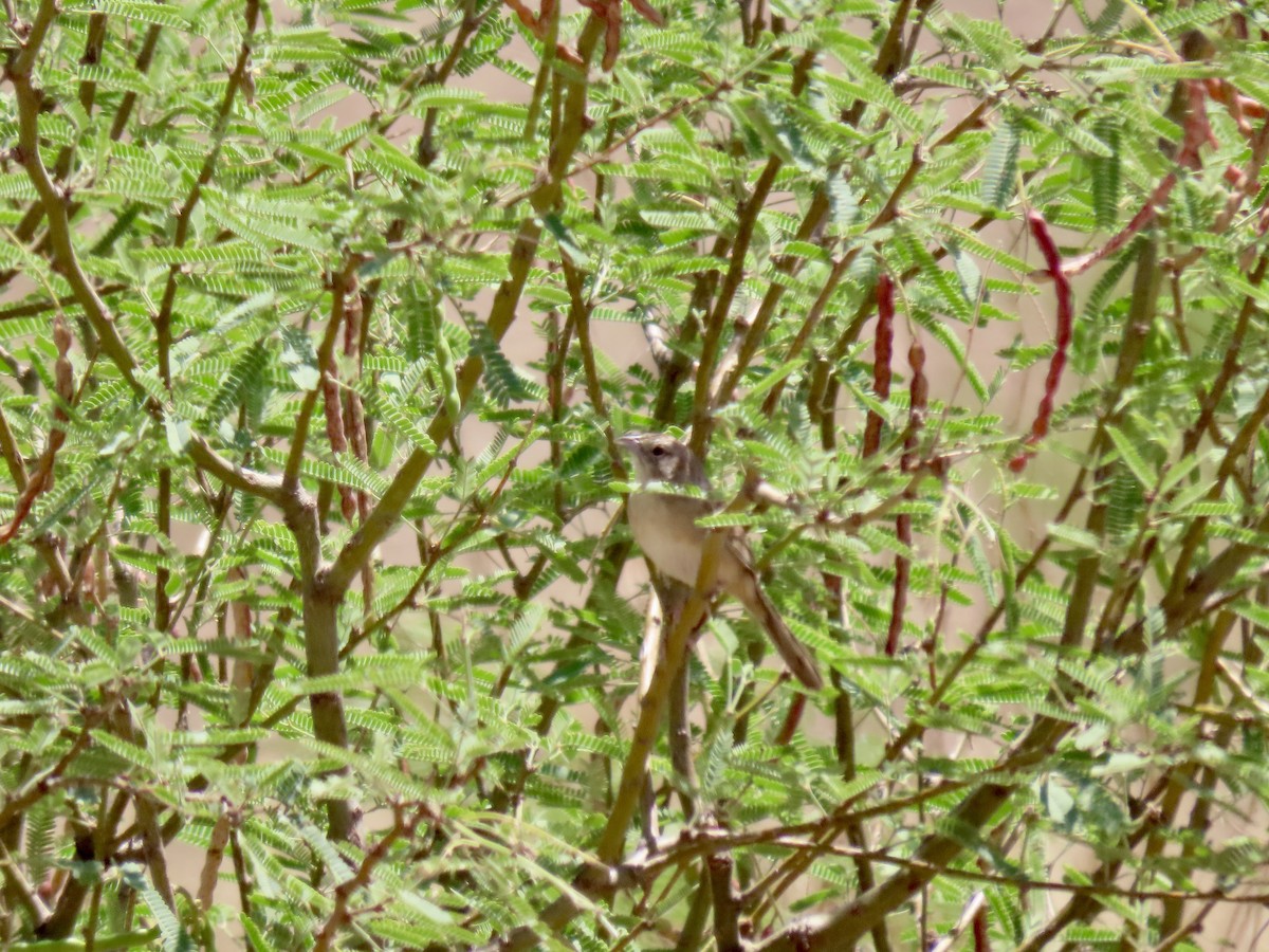 Botteri's Sparrow - ML639573144