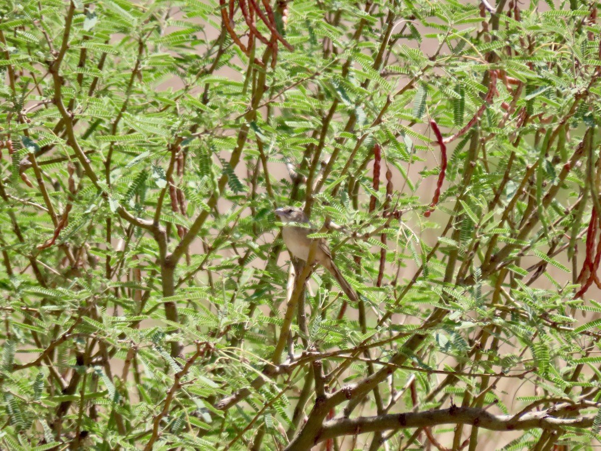 Botteri's Sparrow - ML639573145
