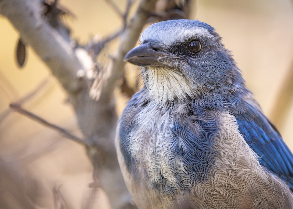 Florida Scrub-Jay - ML639573169