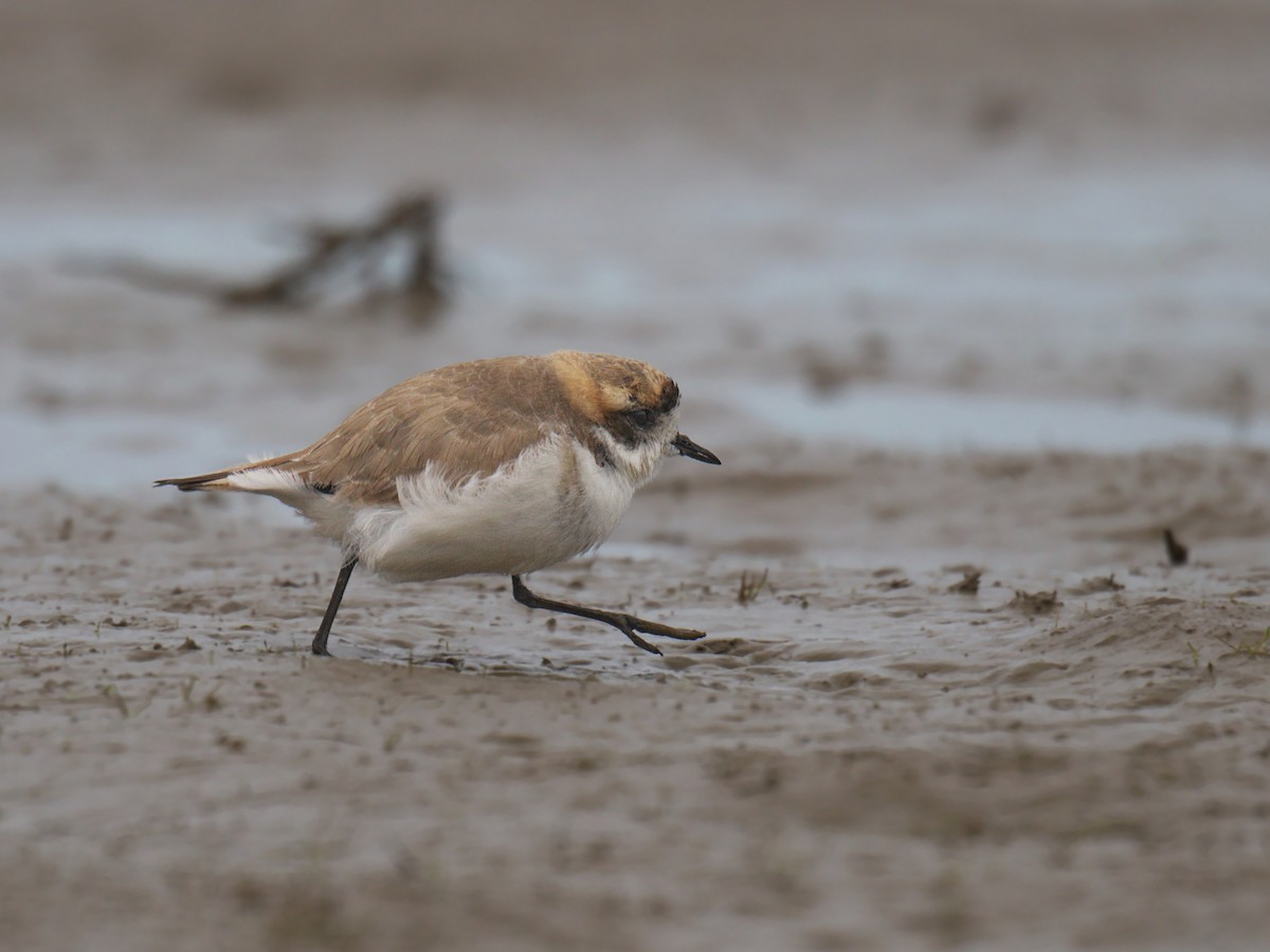 Puna Plover - ML639573226