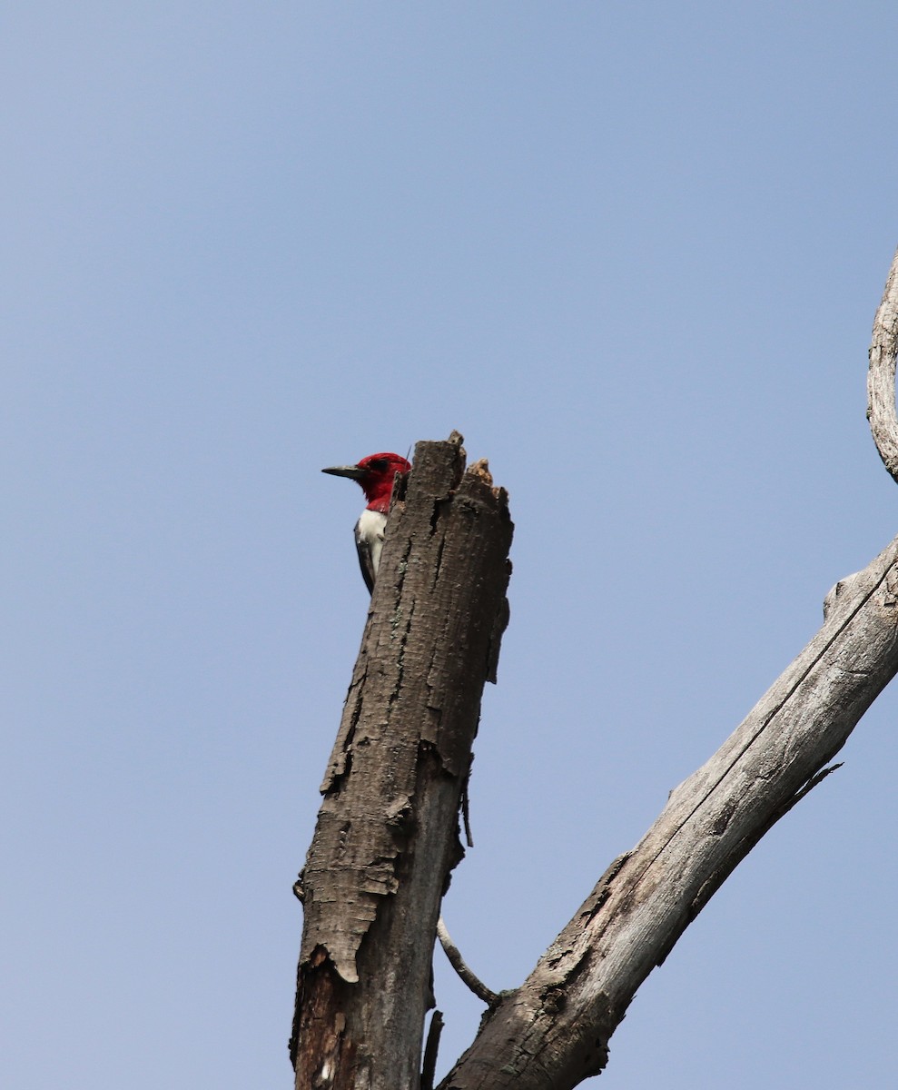 Red-headed Woodpecker - ML639573258