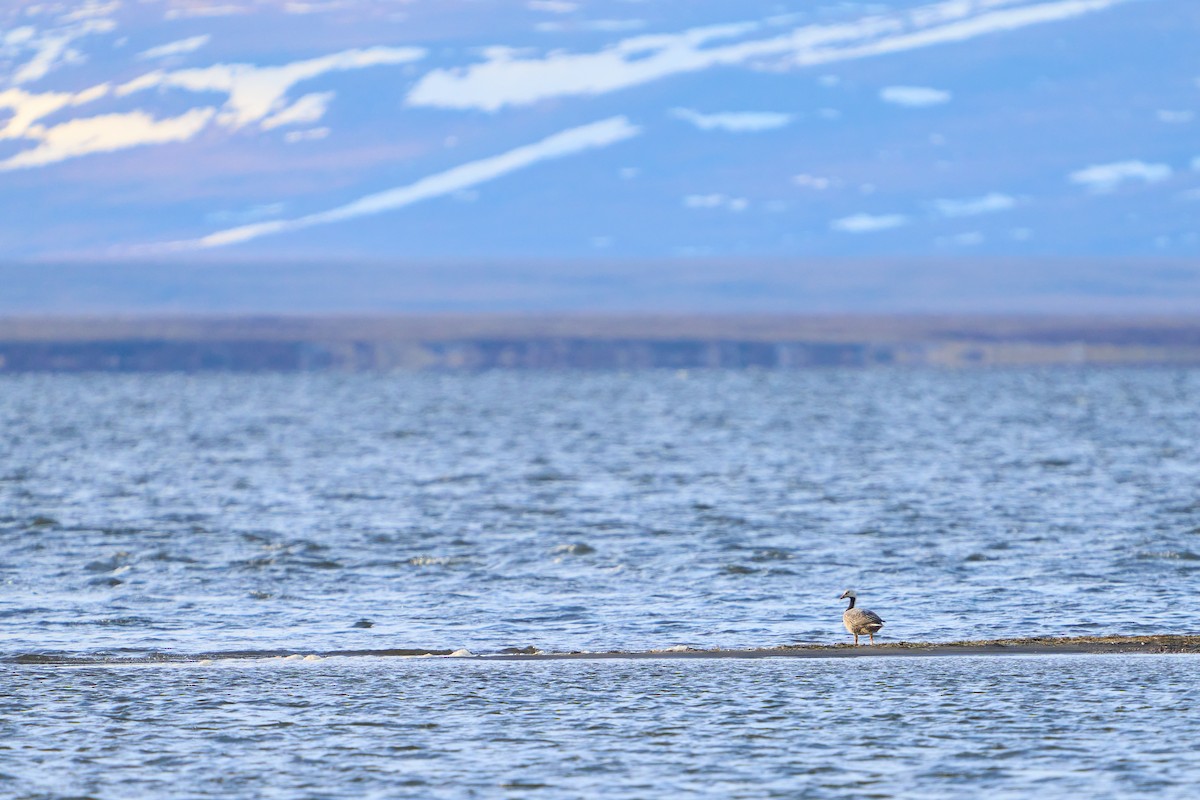 Emperor Goose - ML639573271