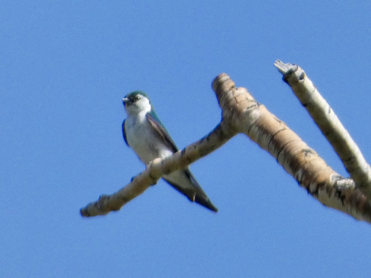 Violet-green Swallow - ML639573288