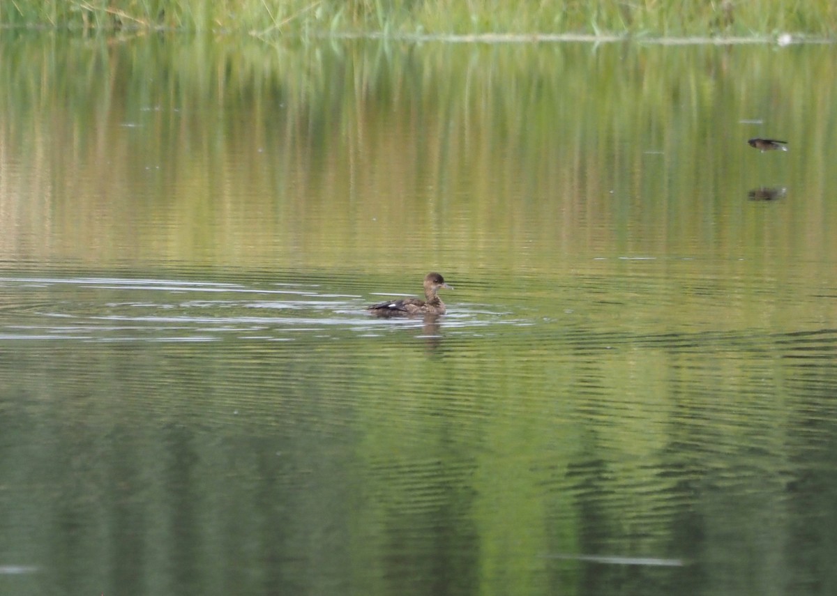 Hooded Merganser - ML639573297