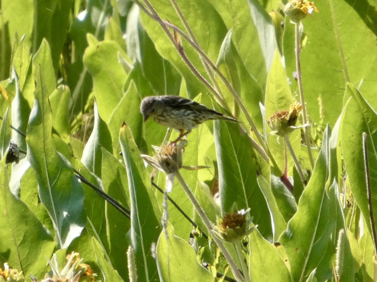 Pine Siskin - ML639573298
