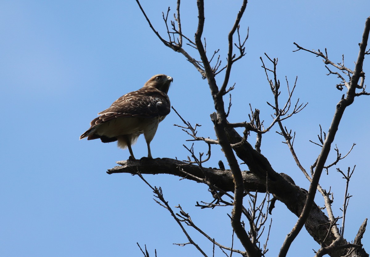 Red-shouldered Hawk - ML639573301