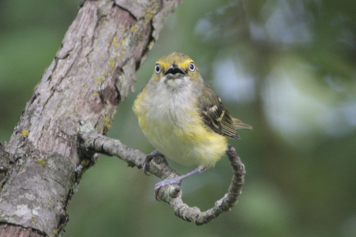 White-eyed Vireo - ML639573368