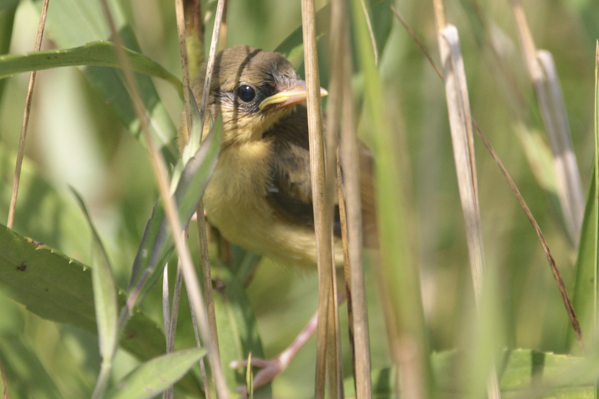 Common Yellowthroat - ML639573377