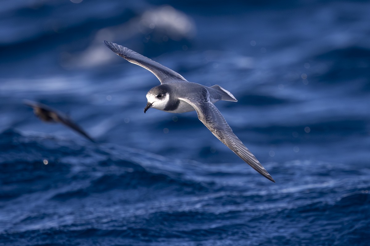 Blue Petrel - ML639573429