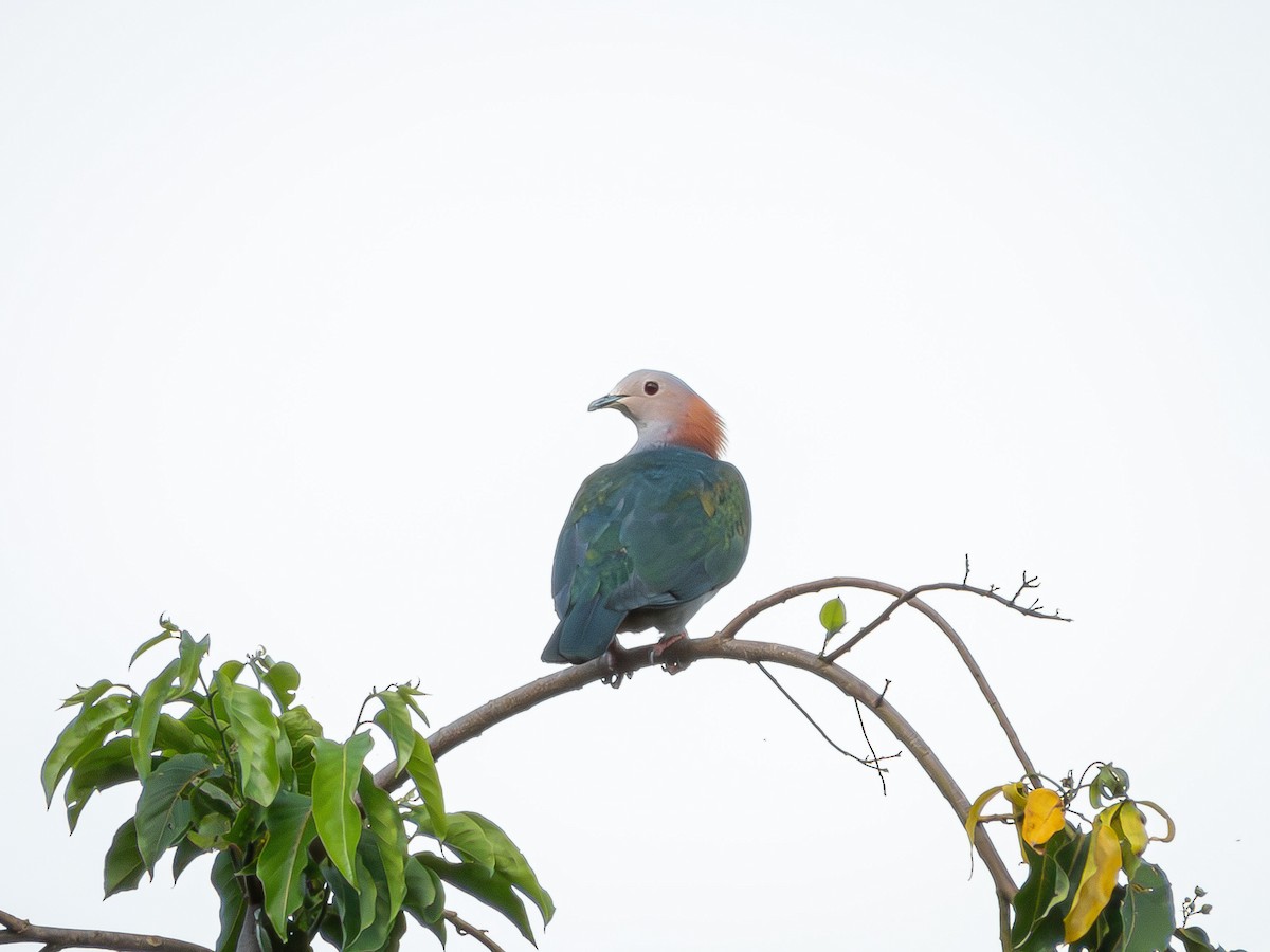 Green Imperial-Pigeon (Rufous-naped) - ML639573618