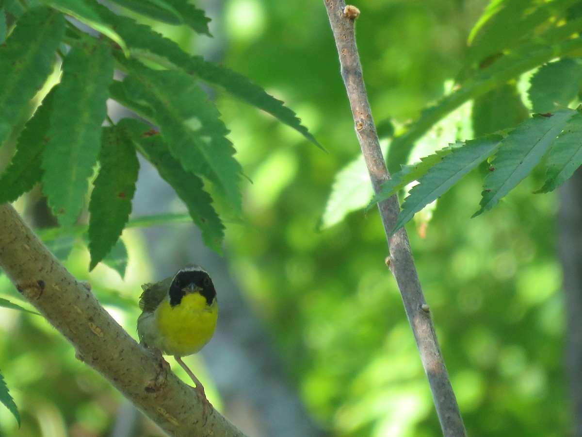 Common Yellowthroat - ML639573677
