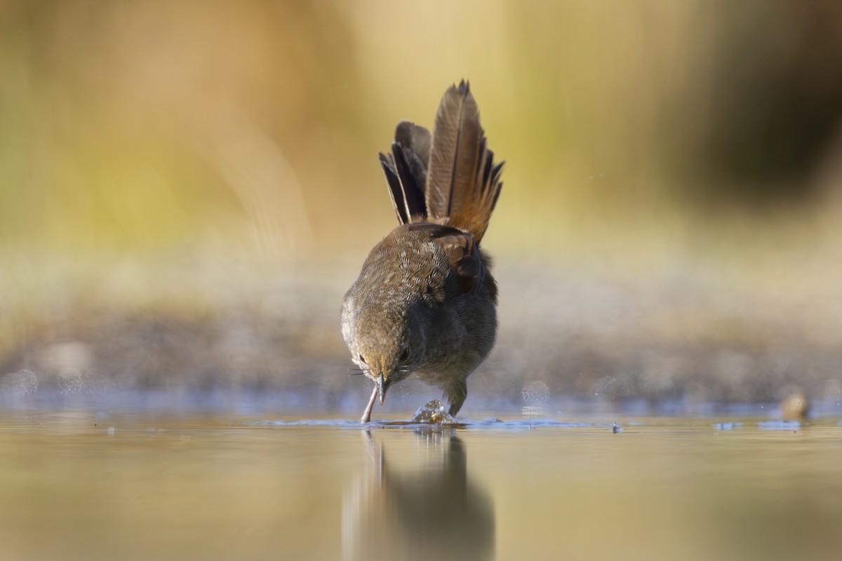Eastern Bristlebird - ML639573727
