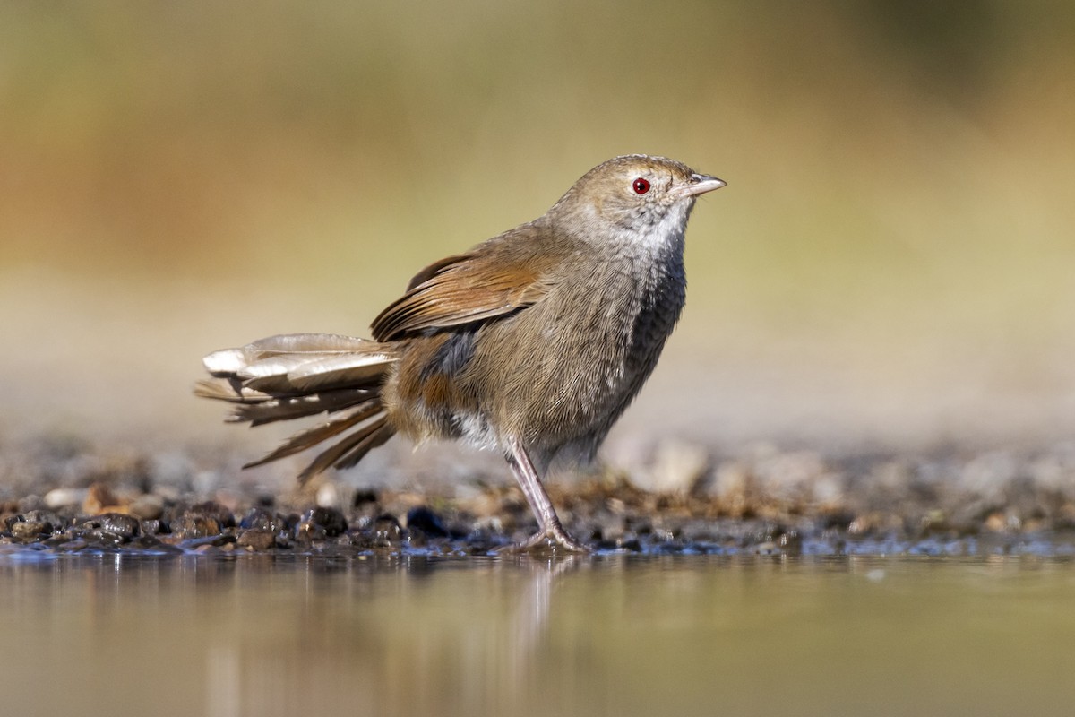 Eastern Bristlebird - ML639573728