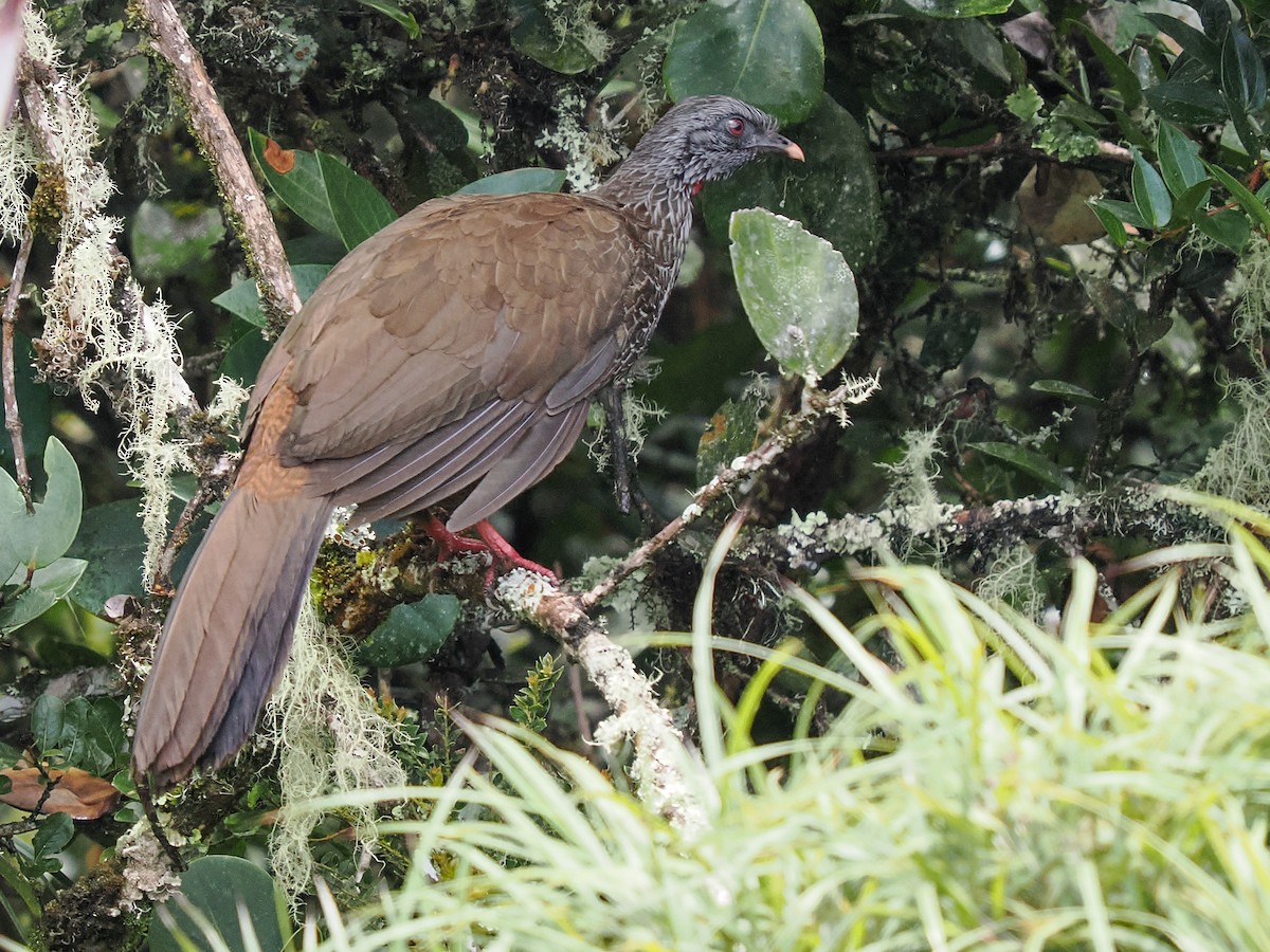 Andean Guan - ML639573772