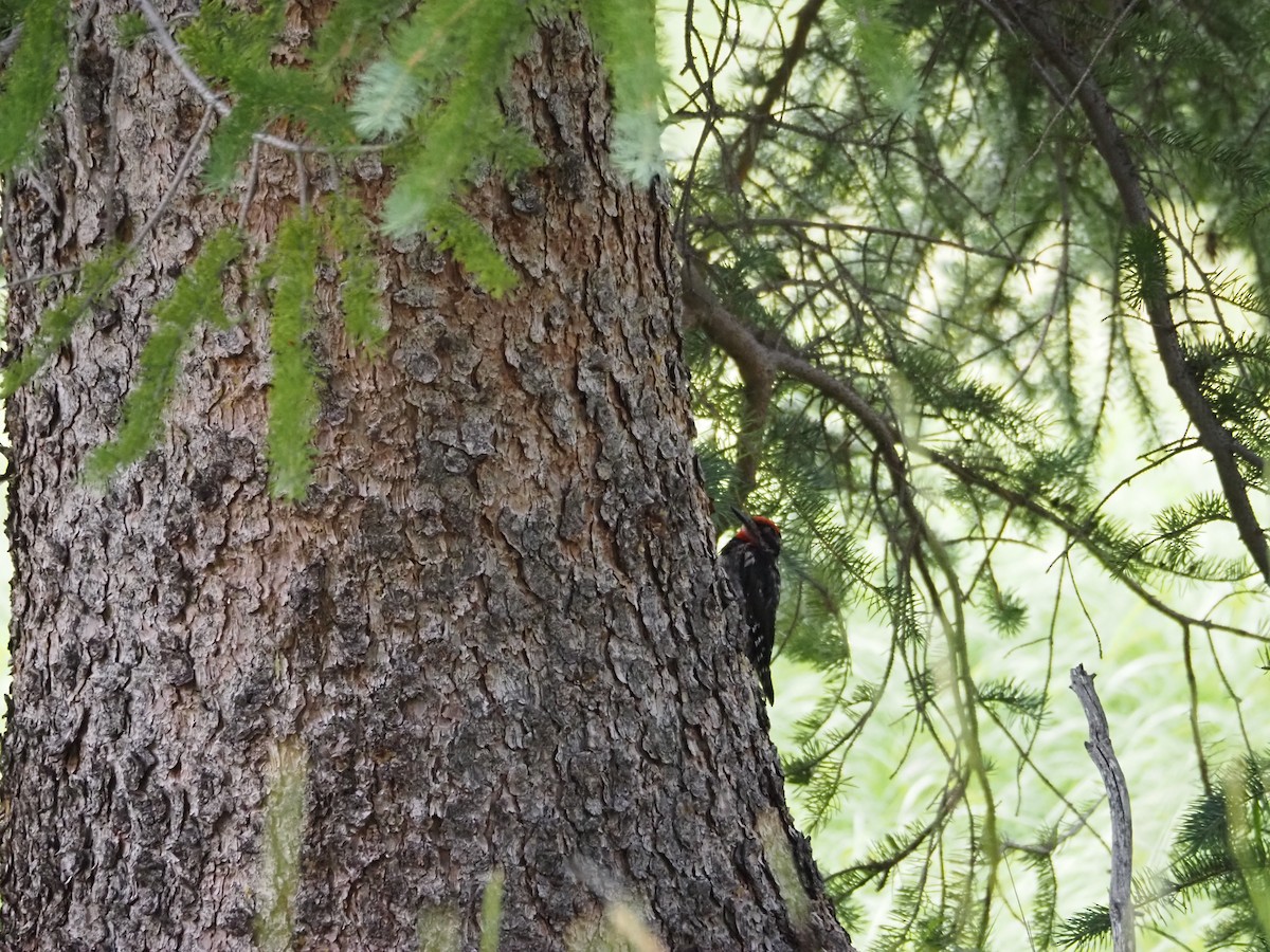 Red-naped Sapsucker - ML639573806