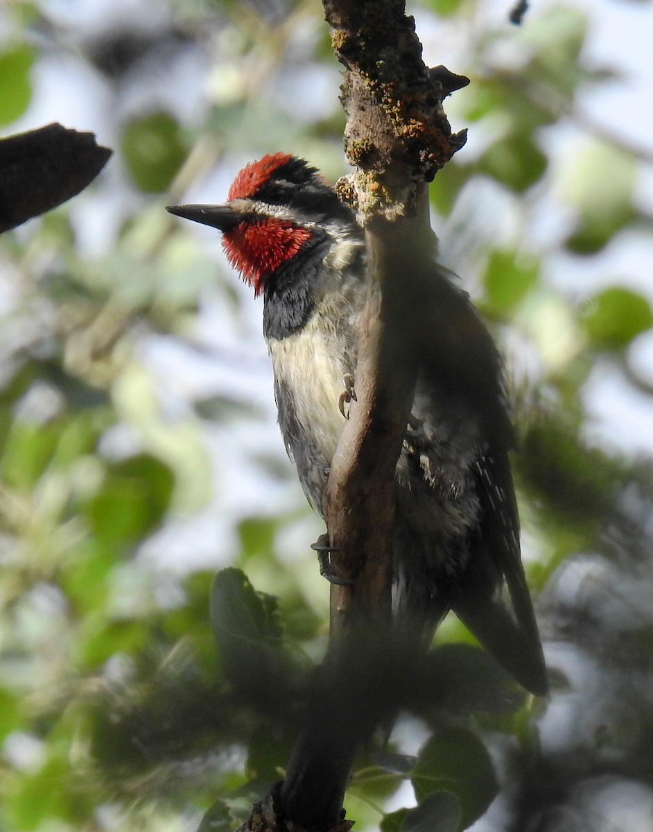 Red-naped Sapsucker - ML63957381