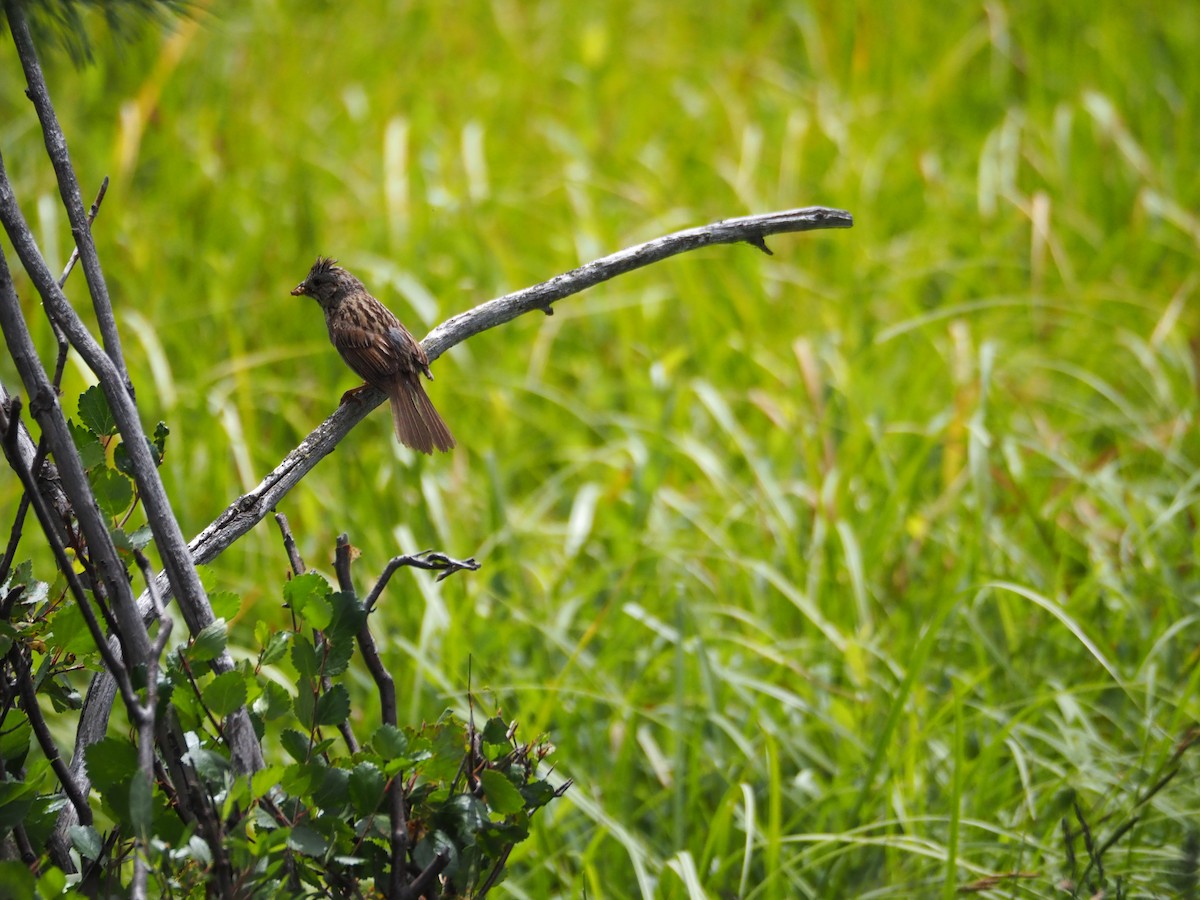 Lincoln's Sparrow - ML639573827