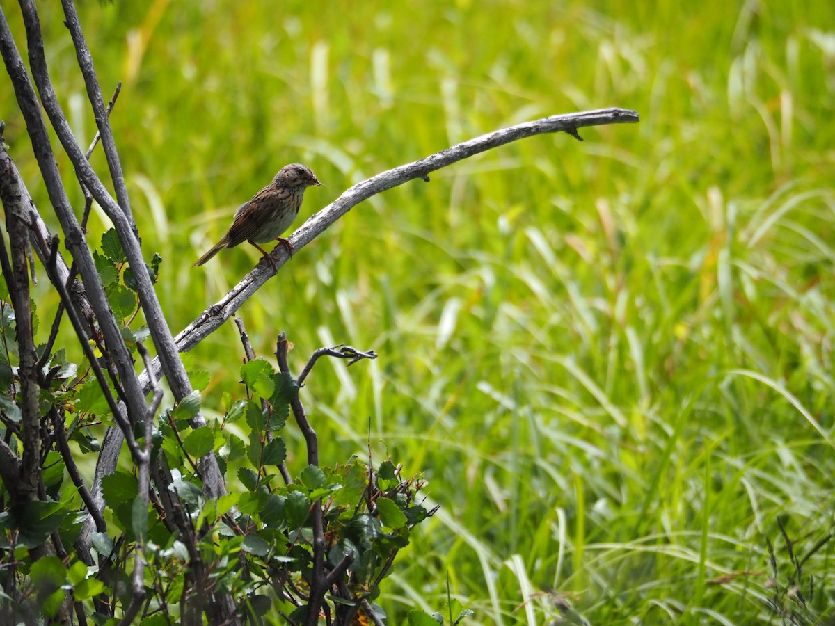 Lincoln's Sparrow - ML639573828