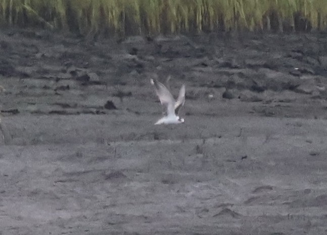 White-winged Tern - ML639573851