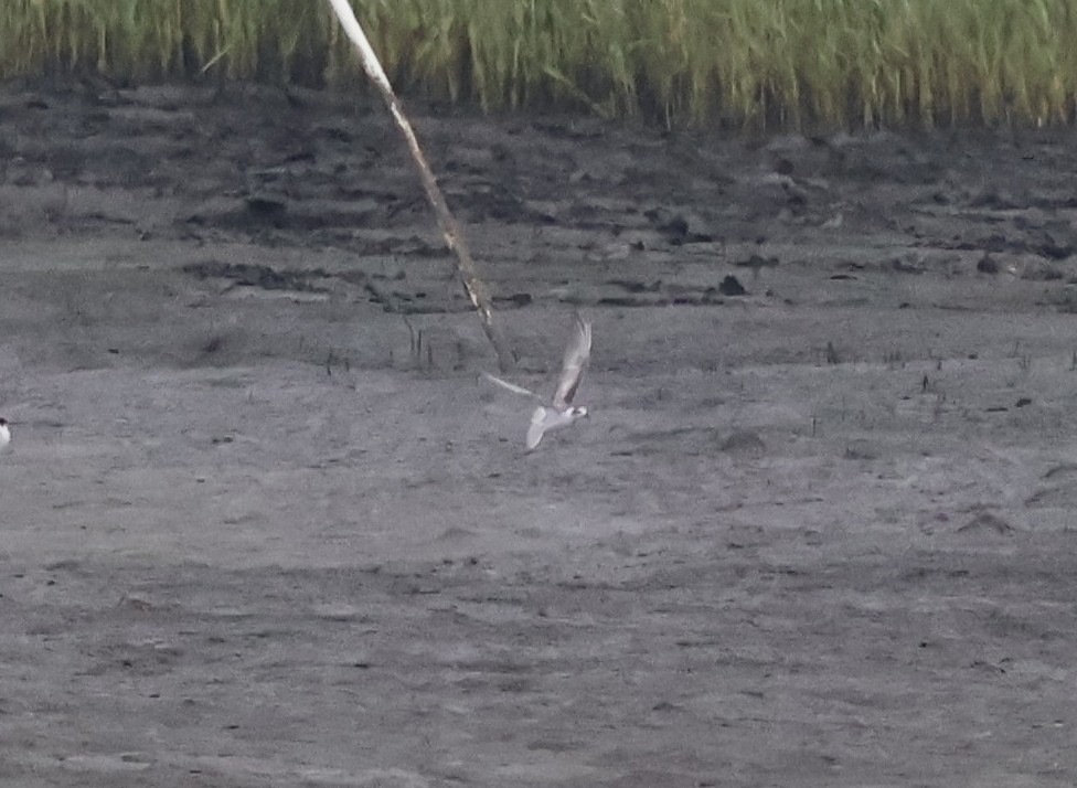 White-winged Tern - ML639573852