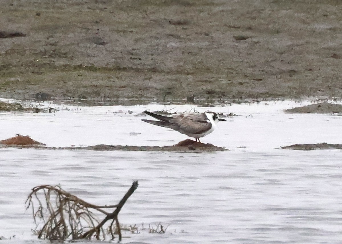 White-winged Tern - ML639573853